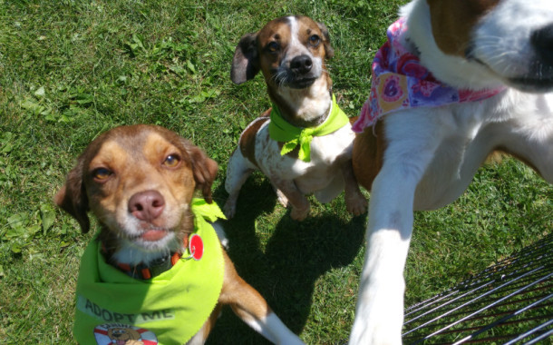Canine Lifeline Reunion at Longwood park
