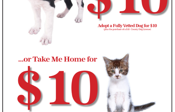 Summit County to Hold Annual Fall Adopt-A-Thon on October 27, 2018