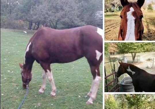Sad News About Foxy the Lost Horse