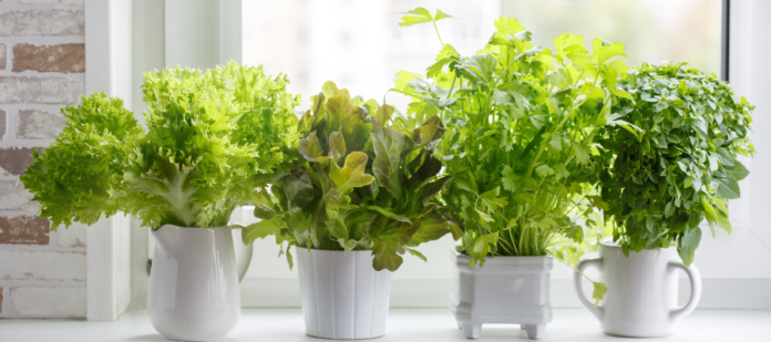 4 Green indoor Plants