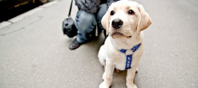 How To Teach Your Dog To Walk Without Pulling