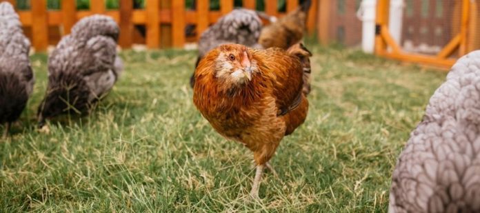 Why Backyard Chickens Make Great Family Pets