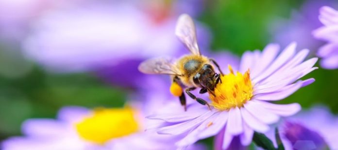 3 Sensible Tips for Avoiding a Bee Sting
