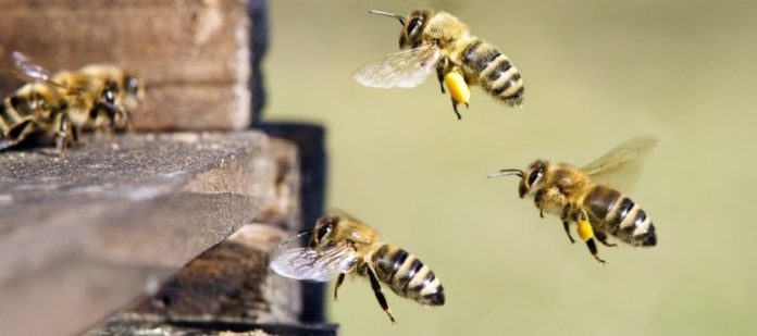 How Honey Bees Communicate With Each Other