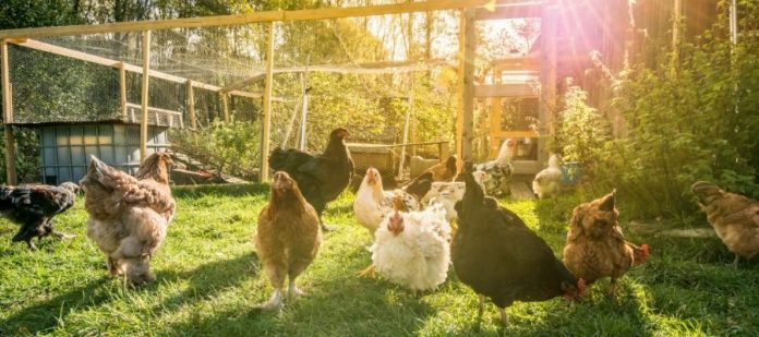 What You Need To Know About Building a Chicken Coop