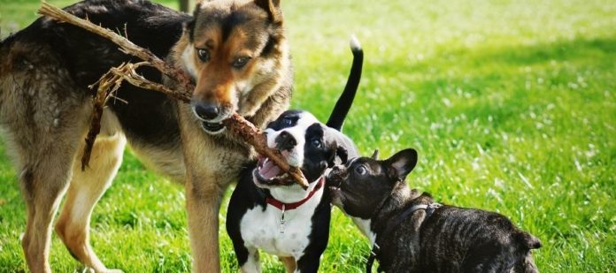 Ways To Help Your Dog Make New Friends