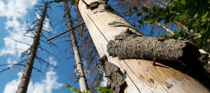 Telltale Signs Your Tree Is Dying