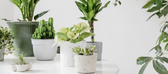 Beginner’s Guide To Taking Care of Indoor Plants