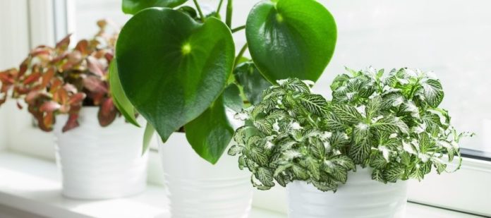 Things To Consider When Decorating With Indoor Plants