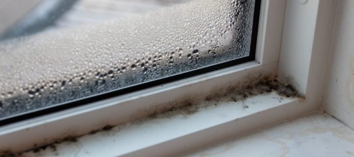 How To Control and Prevent Mold Growth in the Fall