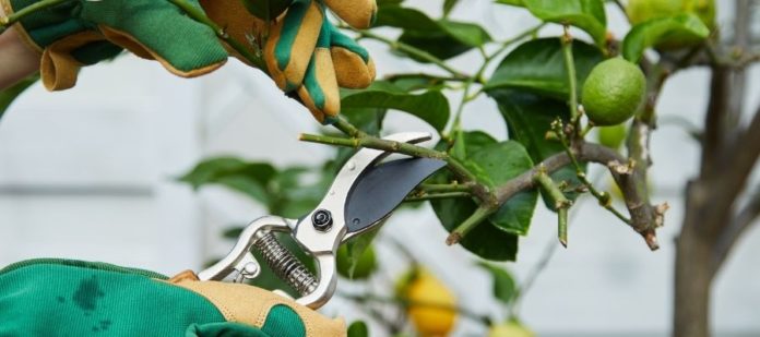 How To Take Care of the Trees on Your Property