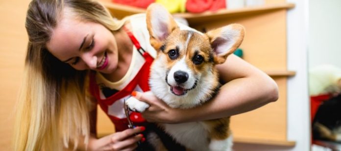 Attention Owners: Important Steps To Prepare Your Dogs for the Groomer