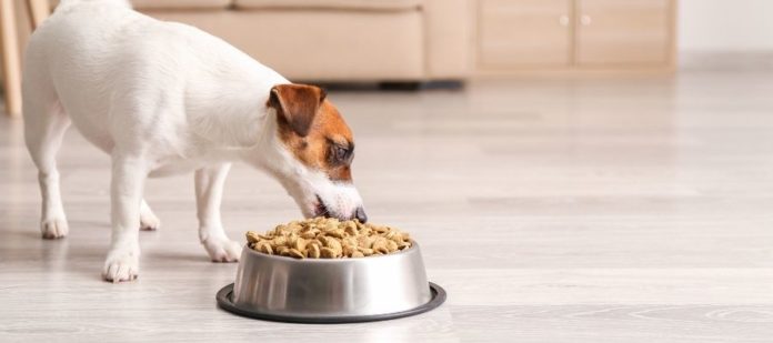 Switching Dog Foods: Is It Good for Your Pet?