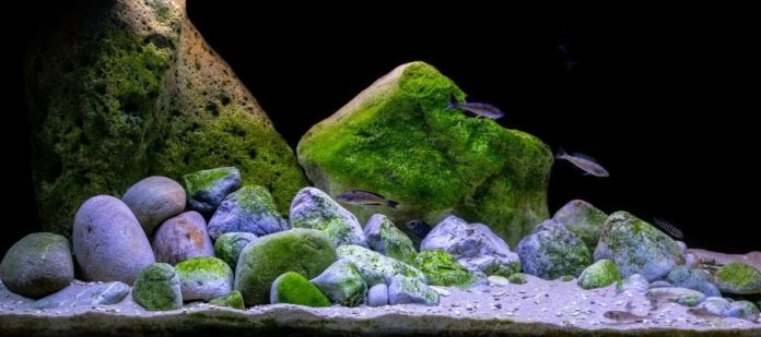 Most Common Fish Tank Problems and How To Fix Them