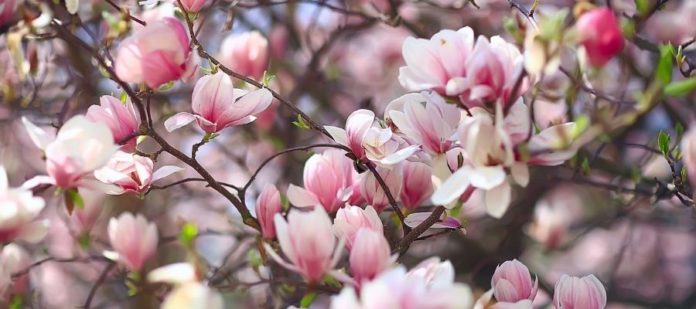 Why You Should Plant a Magnolia Tree in Your Backyard