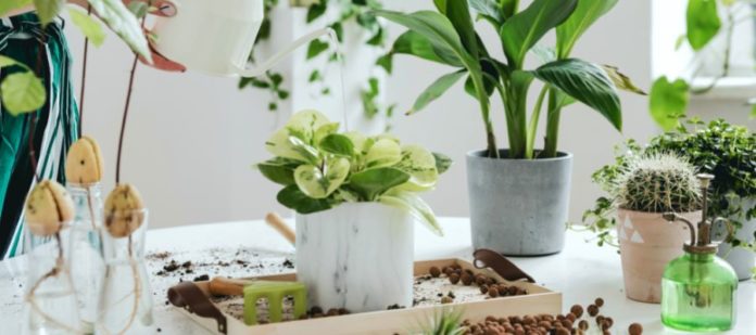 Grow From Home: A Beginner’s Guide to Indoor Gardening