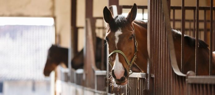 Effective Tips for Winterizing Your Horse Barn