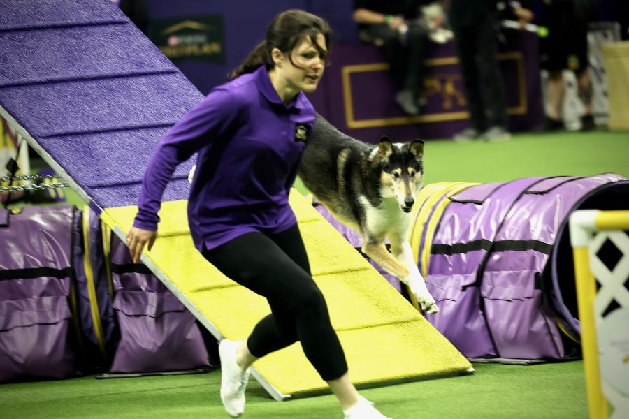 That’s One TOP DOG! Tuppence and Dr. Kelly Kontur Compete Nationally at
