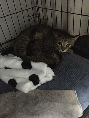 Cat named Peaches and 2 kittens needs Adopting or Fostering
