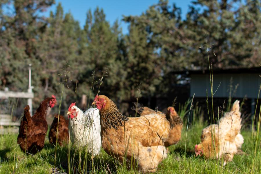 Top 5 Mistakes to Avoid When Raising Backyard Chickens | Nordonia Hills ...