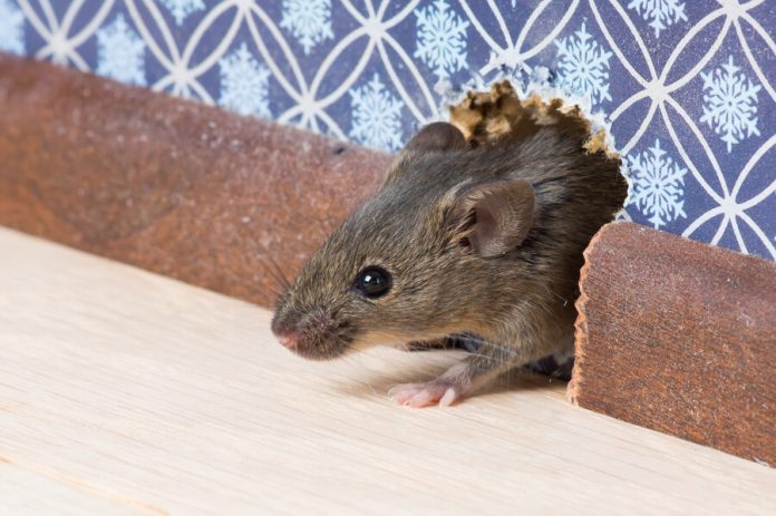 A small North American rodent peaking it’s head out of a small hole in the interior wall of a standard home.