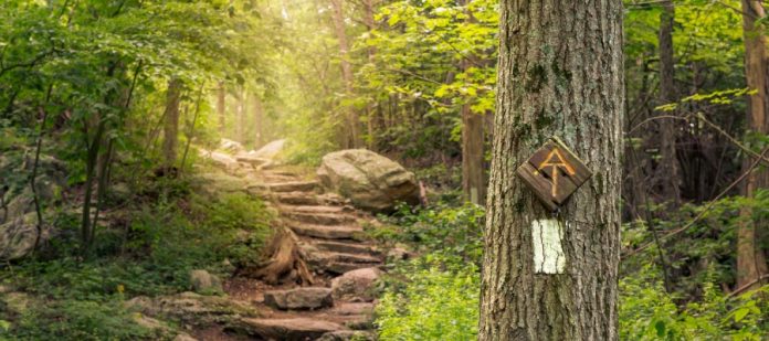 A section of the Appalachian Trail winding up a series of steps. A tree at the forefront bears a trail marker.