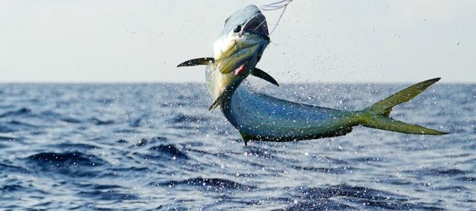 A large fish in the ocean with a fishing line in its mouth jumping out of the water while someone reels it in.