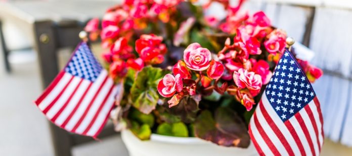 A small white pot of bright pink begonias with two miniature American flags stuck into the soil.