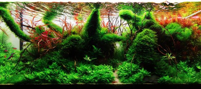 An aquarium filled with lush, colorful carpeting plants and other aquatic plants, creating a vibrant aquascape.