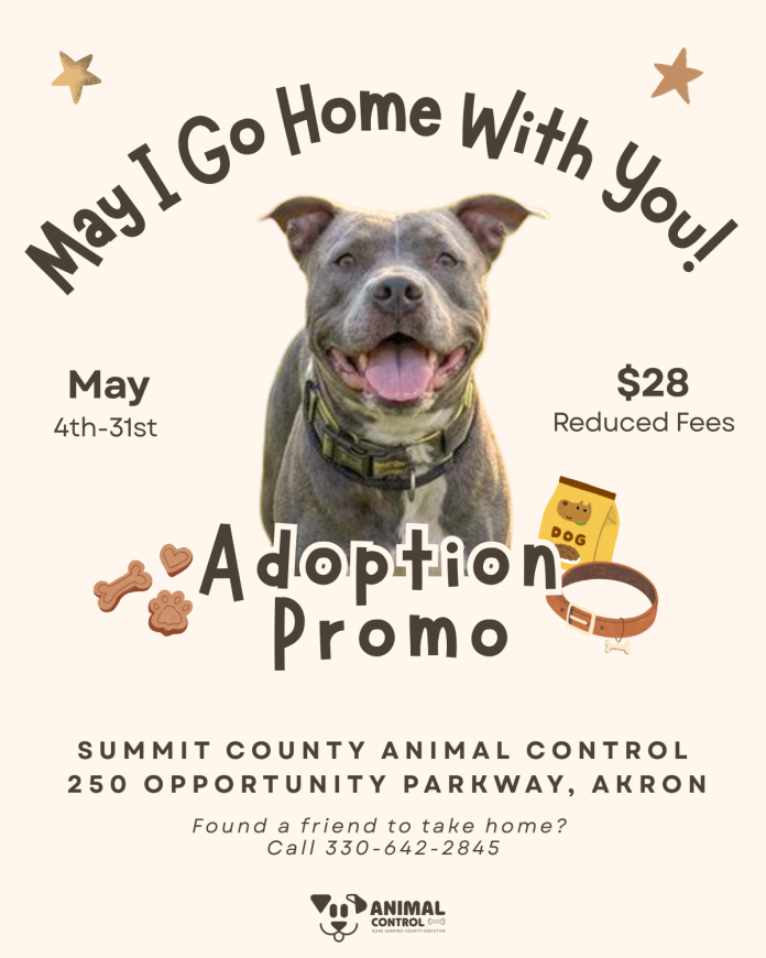 May I Go Home with You? Dog Adoption Event in Summit County