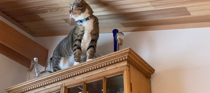 A cat standing on top of a wooden kitchen cabinet that has a few glass bottles sitting on top next to them.
