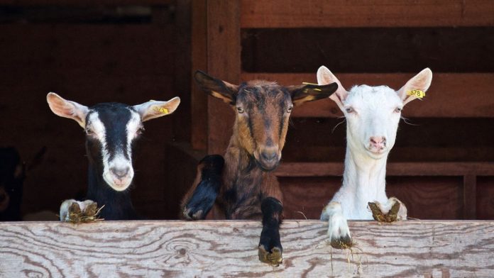 Nordonia Hills Library June Events: Goats, Dino Pops & More