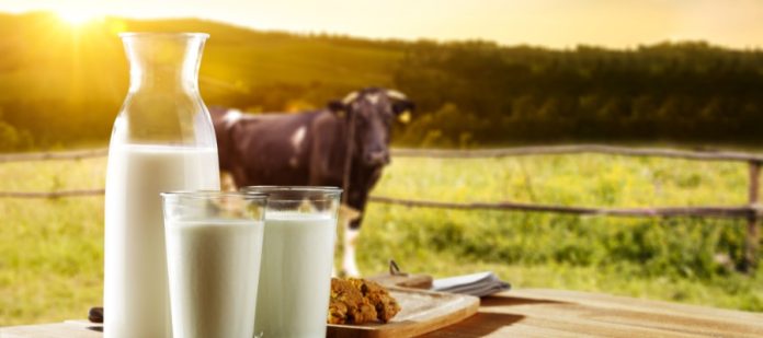 A carafe and two glasses, filled with milk, sit on a wooden table. Behind the table, a cow stands in a fenced pasture.