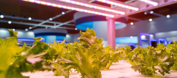 Indoor lettuce growing in a hydroponic system beneath bright LED grow lights inside an indoor facility.